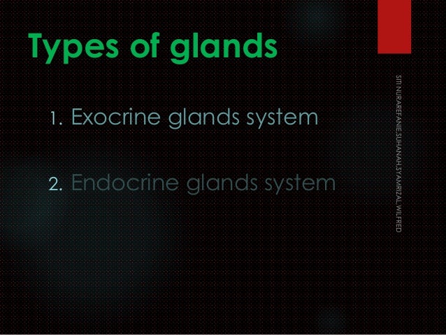 Exocrine And Endocrine Glands