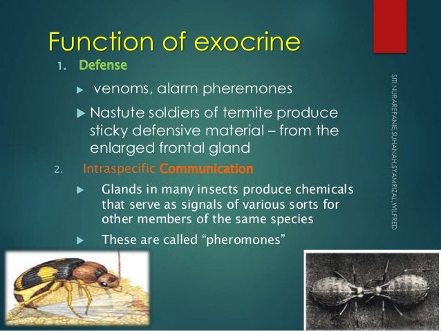 Exocrine And Endocrine Glands Exocrine And Endocrine Glands