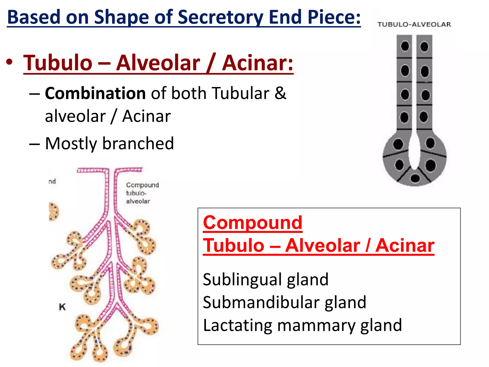Exocrine glands histology | PDF