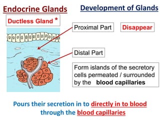 Development of Glands
DisappearProximal Part
Distal Part
Endocrine Glands
Form islands of the secretory
cells permeated / surrounded
by the blood capillaries
Pours their secretion in to directly in to blood
through the blood capillaries
Ductless Gland *
 