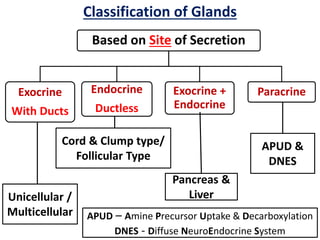 Based on Site of Secretion
Exocrine
With Ducts
Endocrine
Ductless
Exocrine +
Endocrine
Paracrine
Classification of Glands
Unicellular /
Multicellular
Cord & Clump type/
Follicular Type
Pancreas &
Liver
APUD &
DNES
APUD – Amine Precursor Uptake & Decarboxylation
DNES - Diffuse NeuroEndocrine System
 