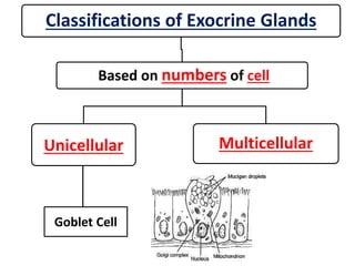 Classifications of Exocrine Glands
Based on numbers of cell
Unicellular Multicellular
Goblet Cell
 