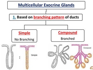 Multicellular Exocrine Glands
1. Based on branching pattern of ducts
Simple
No Branching
Compound
Branched
 
