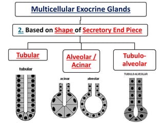 Multicellular Exocrine Glands
2. Based on Shape of Secretory End Piece
Tubular Alveolar /
Acinar
Tubulo-
alveolar
 