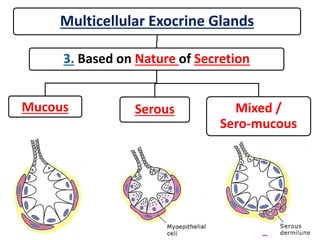 Multicellular Exocrine Glands
3. Based on Nature of Secretion
Mucous Serous Mixed /
Sero-mucous
 