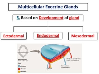 Multicellular Exocrine Glands
5. Based on Development of gland
Ectodermal Endodermal Mesodermal
 