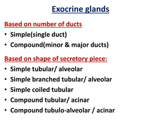 Exocrine glands
Based on number of ducts
• Simple(single duct)
• Compound(minor & major ducts)
Based on shape of secretory piece:
• Simple tubular/ alveolar
• Simple branched tubular/ alveolar
• Simple coiled tubular
• Compound tubular/ acinar
• Compound tubulo-alveolar / acinar
 