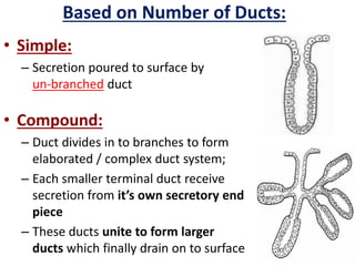 • Simple:
– Secretion poured to surface by
un-branched duct
• Compound:
– Duct divides in to branches to form
elaborated / complex duct system;
– Each smaller terminal duct receive
secretion from it’s own secretory end
piece
– These ducts unite to form larger
ducts which finally drain on to surface
Based on Number of Ducts:
 