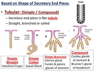 • Tubular: (Simple / Compound)
– Secretory end piece is like tubule
– Straight, branched or coiled
Based on Shape of Secretory End Piece:
Simple
Straight
Intestinal Crypts
Simple
Coiled
Sweat Gland
Simple Branched
Uterine gland
Fundic & pyloric
glands of stomach
Compound
Cardiac glands
of stomach &
Brunner’s gland
of duodenum
 