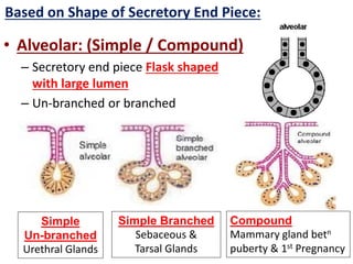 • Alveolar: (Simple / Compound)
– Secretory end piece Flask shaped
with large lumen
– Un-branched or branched
Simple
Un-branched
Urethral Glands
Simple Branched
Sebaceous &
Tarsal Glands
Compound
Mammary gland betn
puberty & 1st Pregnancy
Based on Shape of Secretory End Piece:
 