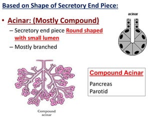 • Acinar: (Mostly Compound)
– Secretory end piece Round shaped
with small lumen
– Mostly branched
Compound Acinar
Pancreas
Parotid
Based on Shape of Secretory End Piece:
 