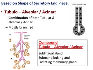 • Tubulo – Alveolar / Acinar:
– Combination of both Tubular &
alveolar / Acinar
– Mostly branched
Compound
Tubulo – Alveolar / Acinar
Sublingual gland
Submandibular gland
Lactating mammary gland
Based on Shape of Secretory End Piece:
 
