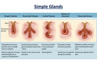 Simple Glands
 
