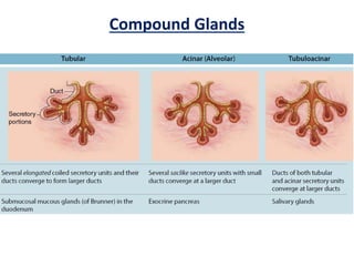 Compound Glands
 