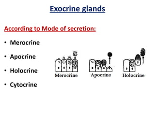 According to Mode of secretion:
• Merocrine
• Apocrine
• Holocrine
• Cytocrine
Exocrine glands
 