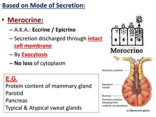 • Merocrine:
– A.K.A.: Eccrine / Epicrine
– Secretion discharged through intact
cell membrane
– By Exocytosis
– No loss of cytoplasm
Based on Mode of Secretion:
E.G.
Protein content of mammary gland
Parotid
Pancreas
Typical & Atypical sweat glands
 