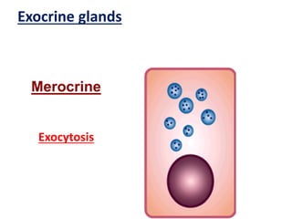 Merocrine
Exocytosis
Exocrine glands
 