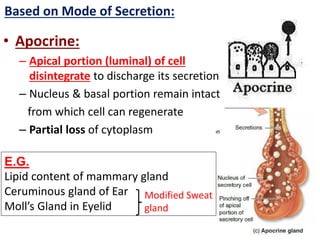 • Apocrine:
– Apical portion (luminal) of cell
disintegrate to discharge its secretion
– Nucleus & basal portion remain intact
from which cell can regenerate
– Partial loss of cytoplasm
Based on Mode of Secretion:
E.G.
Lipid content of mammary gland
Ceruminous gland of Ear
Moll’s Gland in Eyelid
Modified Sweat
gland
 