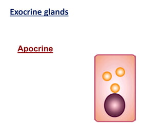 Exocrine glands
Apocrine
 