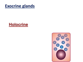 Exocrine glands
Holocrine
 