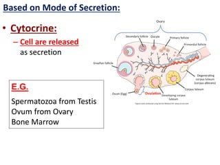 • Cytocrine:
– Cell are released
as secretion
Based on Mode of Secretion:
E.G.
Spermatozoa from Testis
Ovum from Ovary
Bone Marrow
 