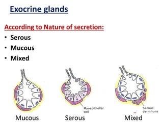According to Nature of secretion:
• Serous
• Mucous
• Mixed
Exocrine glands
Mucous Serous Mixed
 
