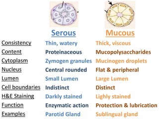 Serous
Thin, watery
Proteinaceous
Zymogen granules
Central rounded
Small Lumen
Indistinct
Darkly stained
Enzymatic action
Parotid Gland
Mucous
Thick, viscous
Mucopolysaccharides
Mucinogen droplets
Flat & peripheral
Large Lumen
Distinct
Lighly stained
Protection & lubrication
Sublingual gland
Consistency
Content
Cytoplasm
Nucleus
Lumen
Cell boundaries
H&E Staining
Function
Examples
 