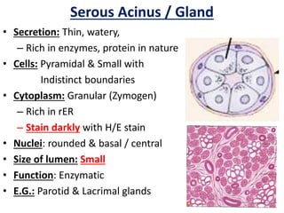 Serous Acinus / Gland
• Secretion: Thin, watery,
– Rich in enzymes, protein in nature
• Cells: Pyramidal & Small with
Indistinct boundaries
• Cytoplasm: Granular (Zymogen)
– Rich in rER
– Stain darkly with H/E stain
• Nuclei: rounded & basal / central
• Size of lumen: Small
• Function: Enzymatic
• E.G.: Parotid & Lacrimal glands
 