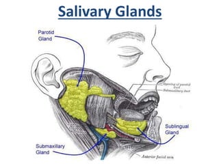 Salivary Glands
 