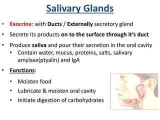 • Exocrine: with Ducts / Externally secretory gland
• Secrete its products on to the surface through it’s duct
• Produce saliva and pour their secretion in the oral cavity
• Contain water, mucus, proteins, salts, salivary
amylase(ptyalin) and IgA
• Functions:
• Moisten food
• Lubricate & moisten oral cavity
• Initiate digestion of carbohydrates
Salivary Glands
 
