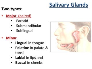 Two types:
• Major (paired)
• Parotid
• Submandibular
• Sublingual
• Minor
• Lingual in tongue
• Palatine in palate &
tonsil
• Labial in lips and
• Buccal in cheeks
Salivary Glands
 
