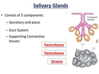 • Consist of 3 components
– Secretory end piece
– Duct System
– Supporting Connective
tissues
Salivary Glands
Parenchyma
Stroma
Parenchyma
 