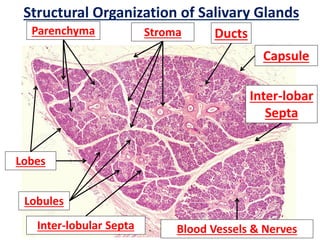 Structural Organization of Salivary Glands
Lobes
Lobules
Blood Vessels & Nerves
Parenchyma Stroma
Inter-lobar
Septa
Capsule
Ducts
Inter-lobular Septa
 