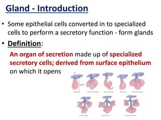Gland - Introduction
• Some epithelial cells converted in to specialized
cells to perform a secretory function - form glands
• Definition:
An organ of secretion made up of specialized
secretory cells; derived from surface epithelium
on which it opens
 