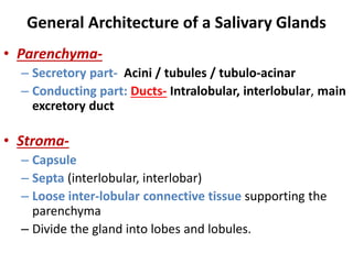 General Architecture of a Salivary Glands
• Parenchyma-
– Secretory part- Acini / tubules / tubulo-acinar
– Conducting part: Ducts- Intralobular, interlobular, main
excretory duct
• Stroma-
– Capsule
– Septa (interlobular, interlobar)
– Loose inter-lobular connective tissue supporting the
parenchyma
– Divide the gland into lobes and lobules.
 