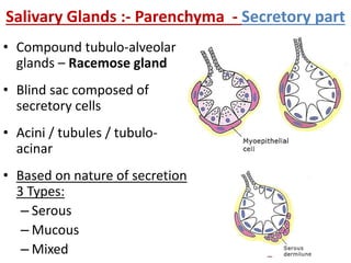 Salivary Glands :- Parenchyma - Secretory part
• Compound tubulo-alveolar
glands – Racemose gland
• Blind sac composed of
secretory cells
• Acini / tubules / tubulo-
acinar
• Based on nature of secretion
3 Types:
– Serous
– Mucous
– Mixed
 