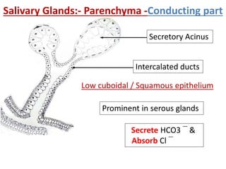 Salivary Glands:- Parenchyma -Conducting part
Secretory Acinus
Intercalated ducts
Low cuboidal / Squamous epithelium
Secrete HCO3 ¯ &
Absorb Cl ¯
Prominent in serous glands
 