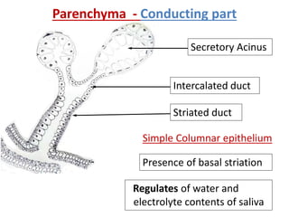 Parenchyma - Conducting part
Secretory Acinus
Intercalated duct
Simple Columnar epithelium
Regulates of water and
electrolyte contents of saliva
Presence of basal striation
Striated duct
 