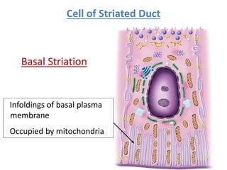 Cell of Striated Duct
Infoldings of basal plasma
membrane
Occupied by mitochondria
Basal Striation
 