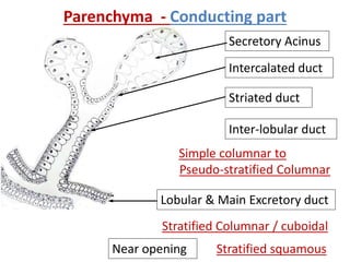 Parenchyma - Conducting part
Secretory Acinus
Intercalated duct
Simple columnar to
Pseudo-stratified Columnar
Striated duct
Inter-lobular duct
Stratified Columnar / cuboidal
Lobular & Main Excretory duct
Near opening Stratified squamous
 