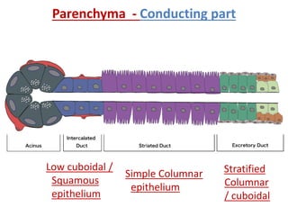 Parenchyma - Conducting part
Low cuboidal /
Squamous
epithelium
Simple Columnar
epithelium
Stratified
Columnar
/ cuboidal
 