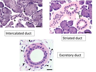 Intercalated duct
SD
Lu
Striated duct
Excretory duct
 
