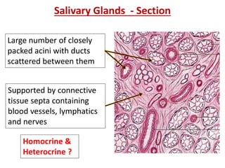 Salivary Glands - Section
Large number of closely
packed acini with ducts
scattered between them
Supported by connective
tissue septa containing
blood vessels, lymphatics
and nerves
Homocrine &
Heterocrine ?
 