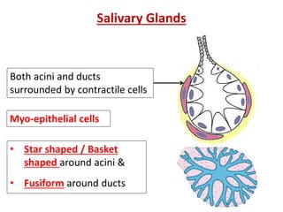Salivary Glands
Both acini and ducts
surrounded by contractile cells
Myo-epithelial cells
• Star shaped / Basket
shaped around acini &
• Fusiform around ducts
 