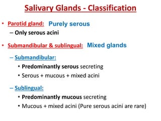 Salivary Glands - Classification
• Parotid gland:
– Only serous acini
• Submandibular & sublingual:
– Submandibular:
• Predominantly serous secreting
• Serous + mucous + mixed acini
– Sublingual:
• Predominantly mucous secreting
• Mucous + mixed acini (Pure serous acini are rare)
Purely serous
Mixed glands
 