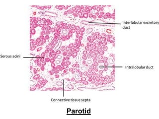 Parotid
 