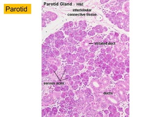 Parotid
 