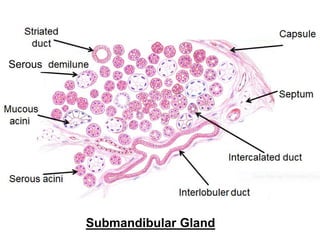 Serous
Submandibular Gland
 