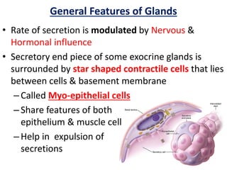 General Features of Glands
• Rate of secretion is modulated by Nervous &
Hormonal influence
• Secretory end piece of some exocrine glands is
surrounded by star shaped contractile cells that lies
between cells & basement membrane
–Called Myo-epithelial cells
–Share features of both
epithelium & muscle cell
–Help in expulsion of
secretions
 