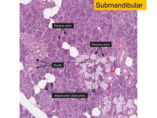 Submandibular
 